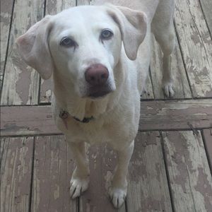 Meet your Posher, Kristen